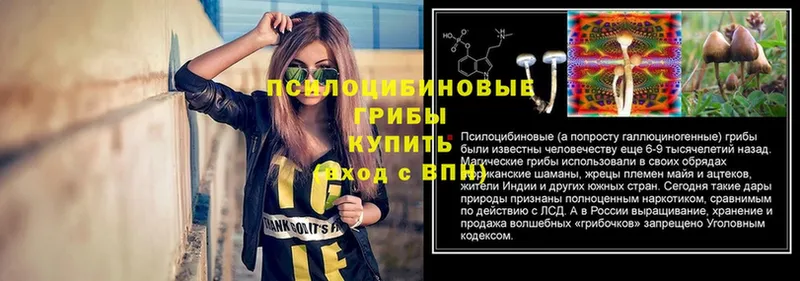 как найти наркотики  Киселёвск  Галлюциногенные грибы мухоморы 